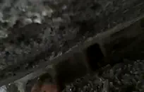 وقحة في سن المراهقة يحب أن يحصل خبطت من الخلف.