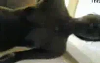 قضيبي الكبير أفضل من قضيب زوجها الكبير.